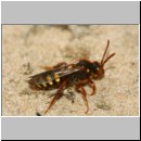 Nomada lathburiana - Wespenbiene w25 10mm.jpg